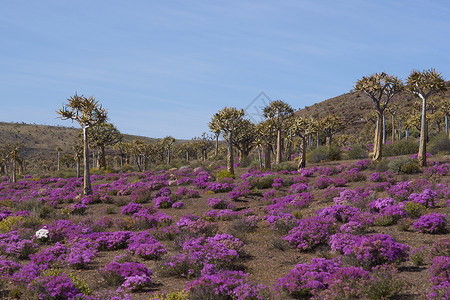 Quiver树林芦荟粉色树干植物沙漠叶子干旱背景图片