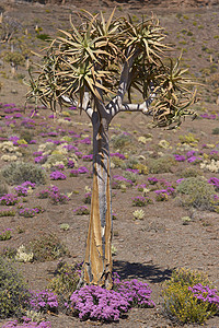 Quiver 树干旱叶子树干植物粉色芦荟沙漠背景图片