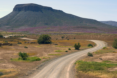 沙漠花树干碎石粉色干旱植物叶子沙漠运输背景图片