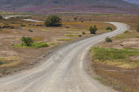 石块路碎石粉色树干沙漠植物叶子运输干旱背景图片
