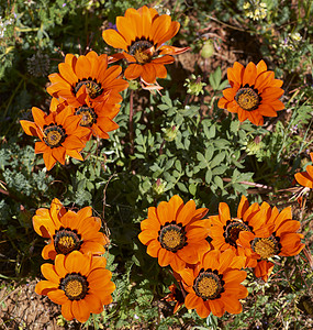 橙色花叶子绿色干旱沙漠花瓣橙子北极熊植物背景图片