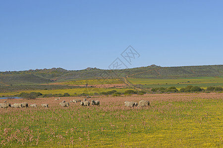 羊牧草地背景图片