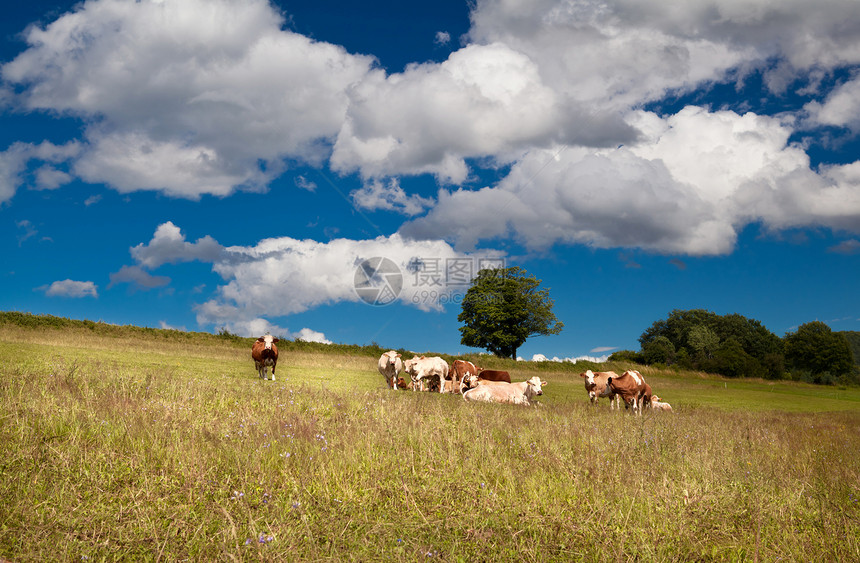夏季草原上几头高山牛图片