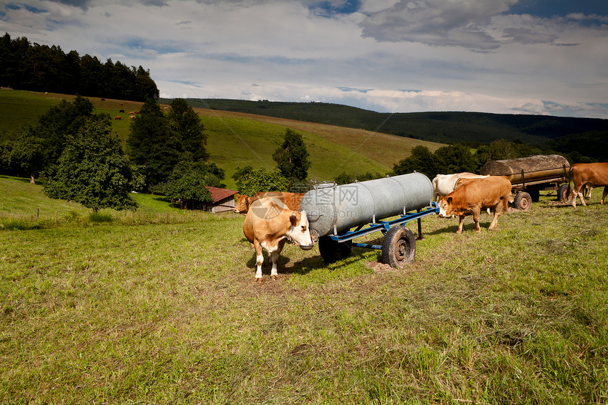 高山牛在牧场上饮水图片