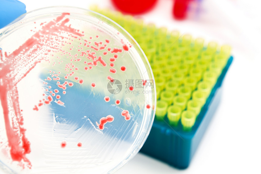 转基因改基因的微生物化验生物实验室琼脂技术科学平板微生物学克隆遗传学图片