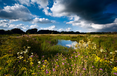 格罗宁根夏季荒野池塘的野花背景