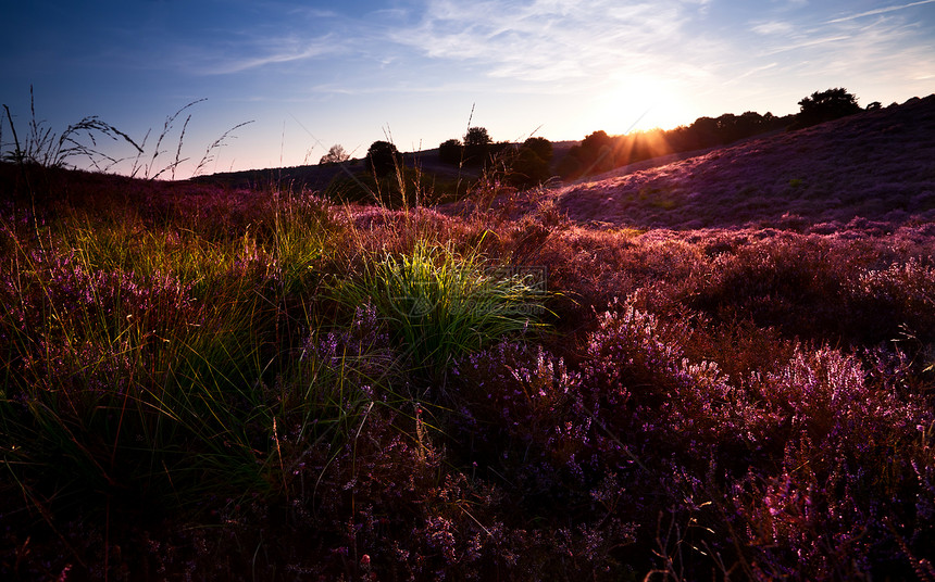 山上日落 有开花的异教徒太阳场地草地植物群荒野紫色风景牧场爬坡天空图片