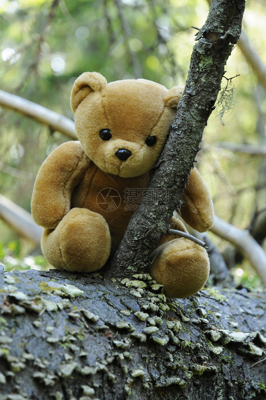 森林中的玩具打猎眼睛棕色童话故事鼻子森林耳朵毛皮环境图片