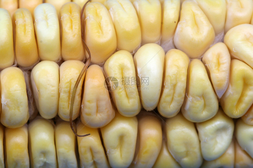 玉米背景背景种子耳朵蔬菜生长内核宏观叶子生产玉米芯农场图片