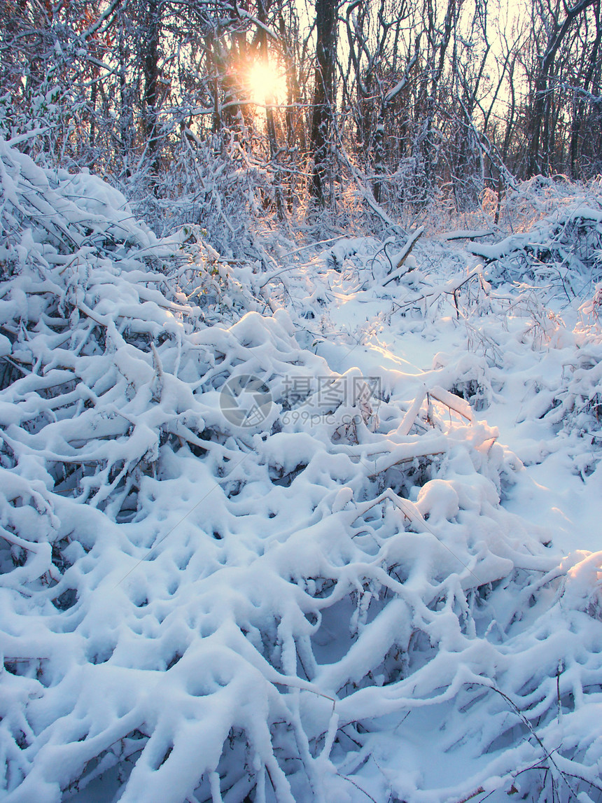 阿勒顿公园冬季风景公园太阳地形荒野林地树木栖息地场景阳光森林图片