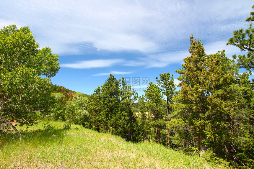 大角国家森林怀俄明州树木地形松树栖息地生态山坡植被风景天空场景图片