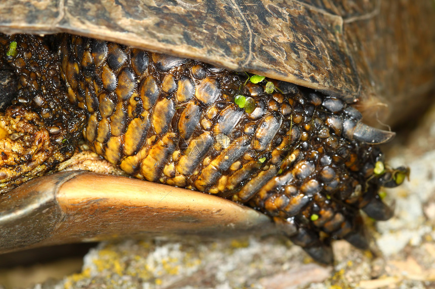 海龟腿动物生物下巴湿地威胁爬虫总纲濒危生物学科学图片