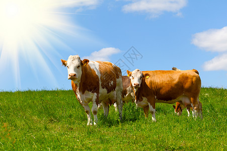 牛在夏草牧场上奶牛动物群晴天草地太阳母牛场地草原动物奶制品背景图片