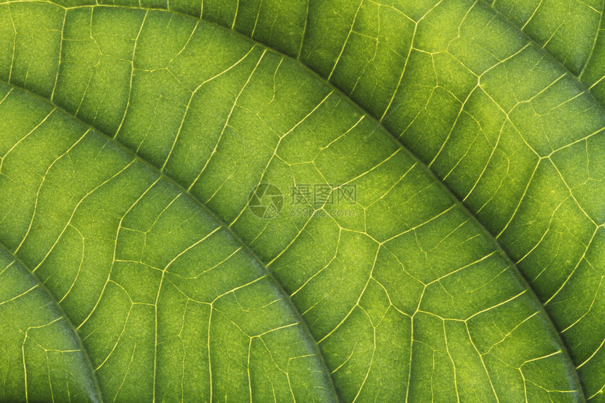 叶子宏植物学叶脉宏观园艺叶子静脉植物群植物背光树叶图片