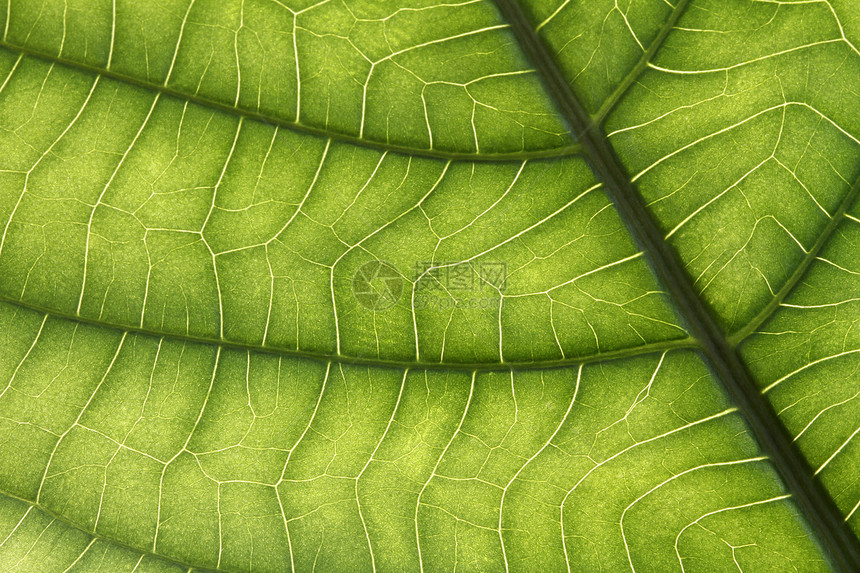 叶子宏树叶园艺宏观背光叶子植物群植物叶脉静脉植物学图片