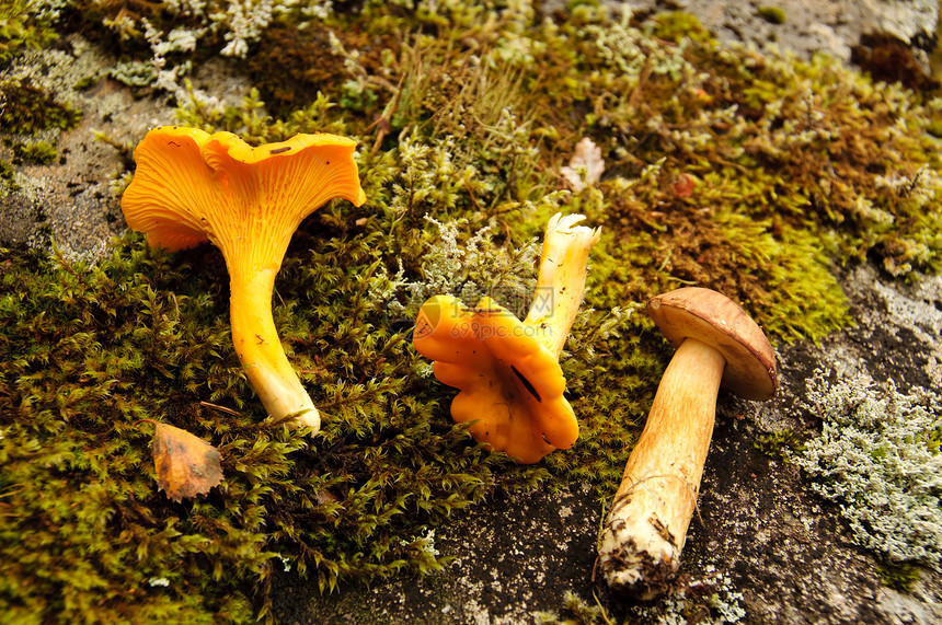森林蘑菇岩石苔藓收成食物树木图片