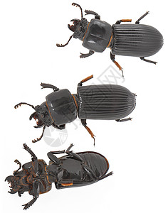 孤立的甲虫背景图片