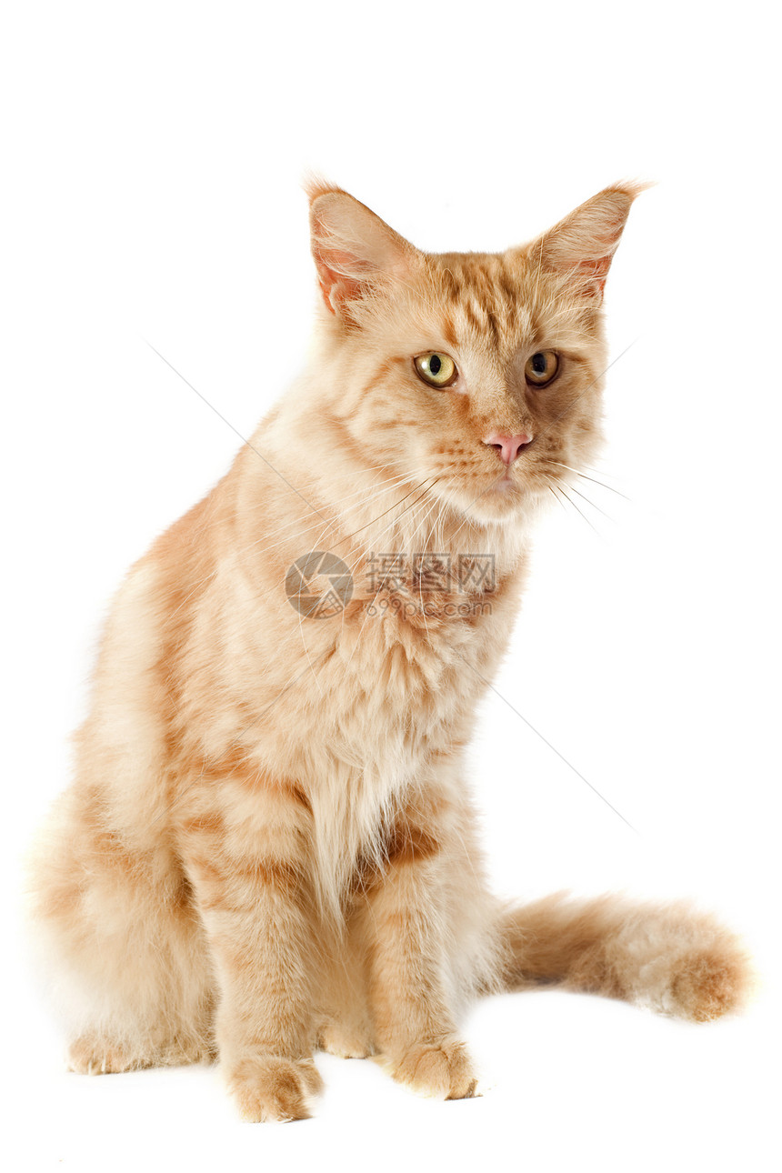 猫宠物动物工作室棕色图片