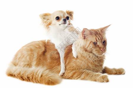 啊猫和啊狗猫和吉华花朋友们宠物动物小狗工作室白色友谊棕色背景