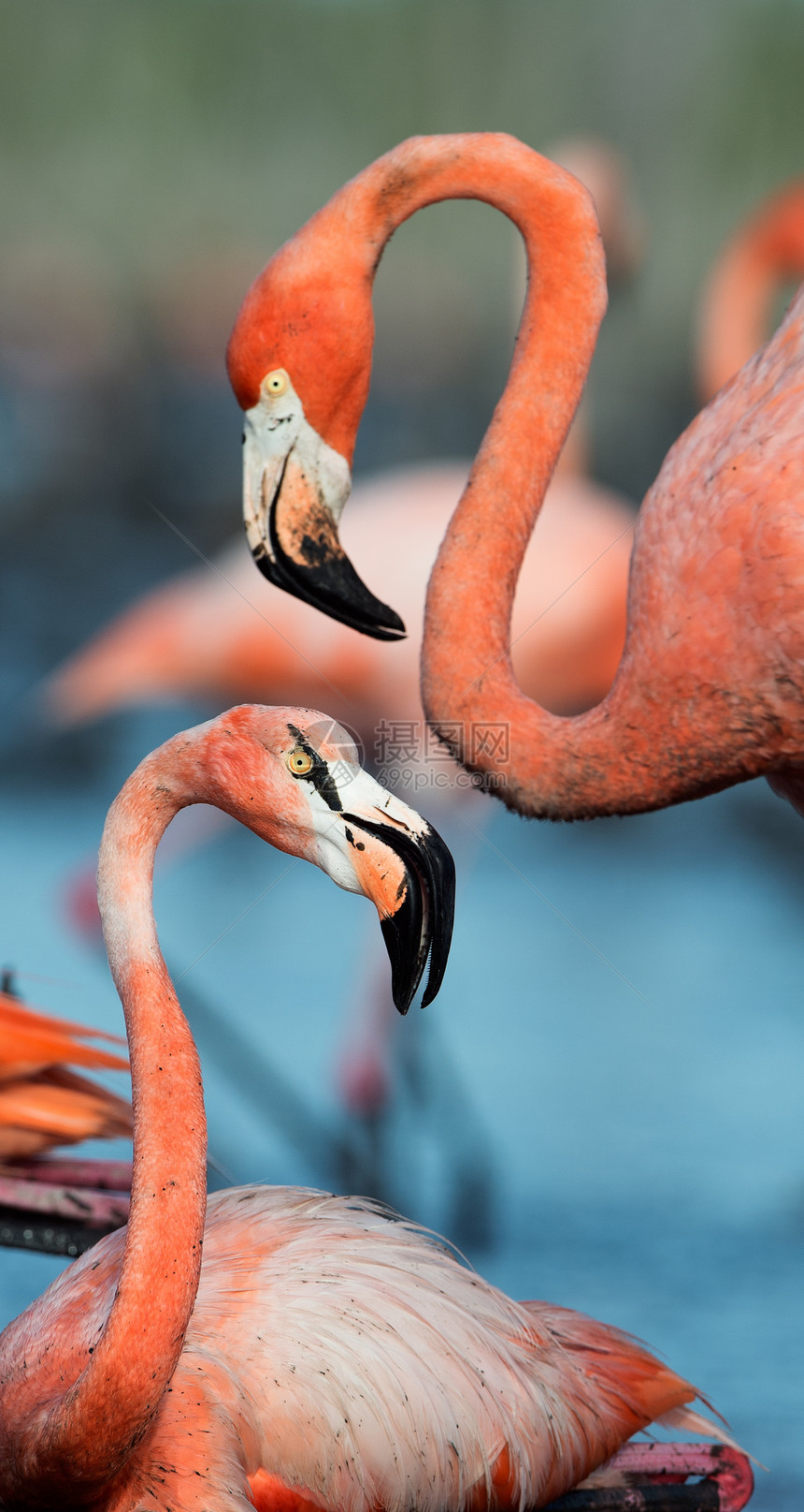 Flammingo卢布橡胶荒野姿势居住热带观鸟异国动物群羽毛鸟舍图片