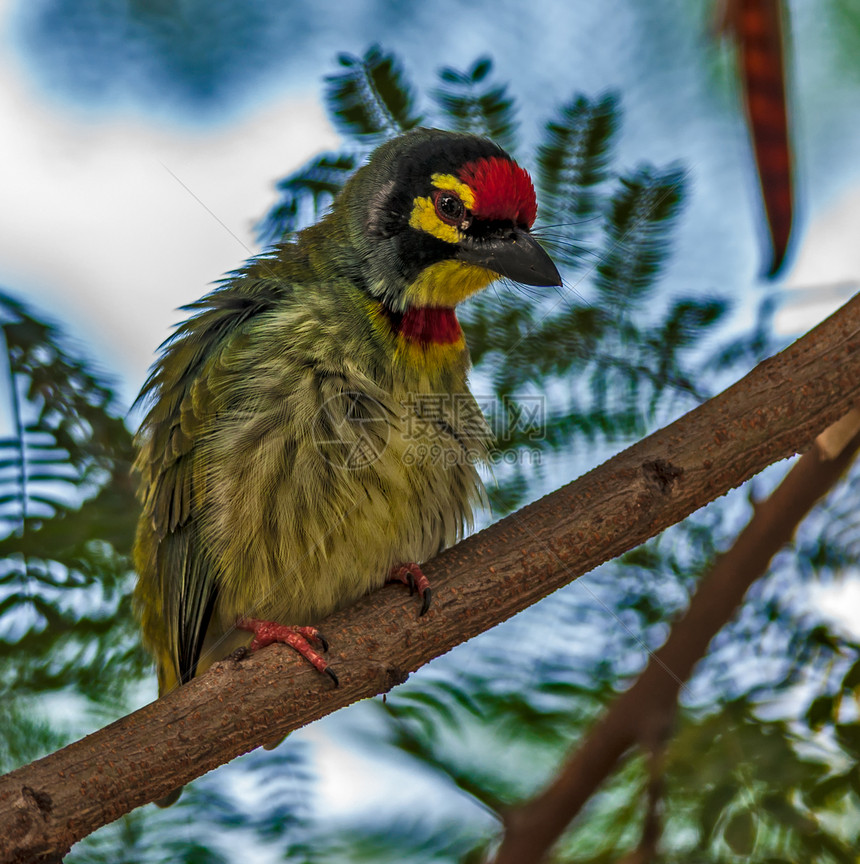 美丽的小鸟鸡匠巴比特 在树枝上缠绕野兽森林生物荒野鸟类多样性植物羽毛野生动物生态图片