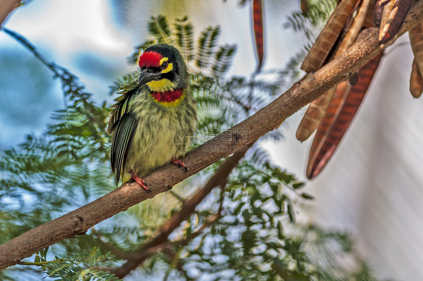 美丽的小鸟鸡匠巴比特 在树枝上缠绕蓝色植物野兽生物热带情调铜匠荒野翅膀鸟类图片