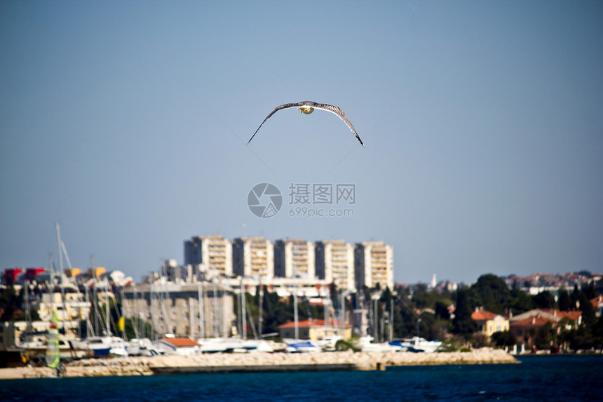 海鸥在扎达尔附近飞行图片