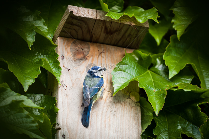 蓝奶在巢箱旁边羽毛野生动物木头蓝藻食物动物蓝色盒子翅膀家庭图片