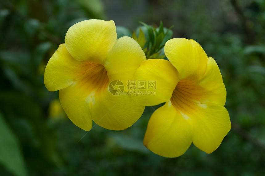 阿拉曼花朵喇叭黄色绿色花园热带雨滴藤蔓叶子香味植物图片