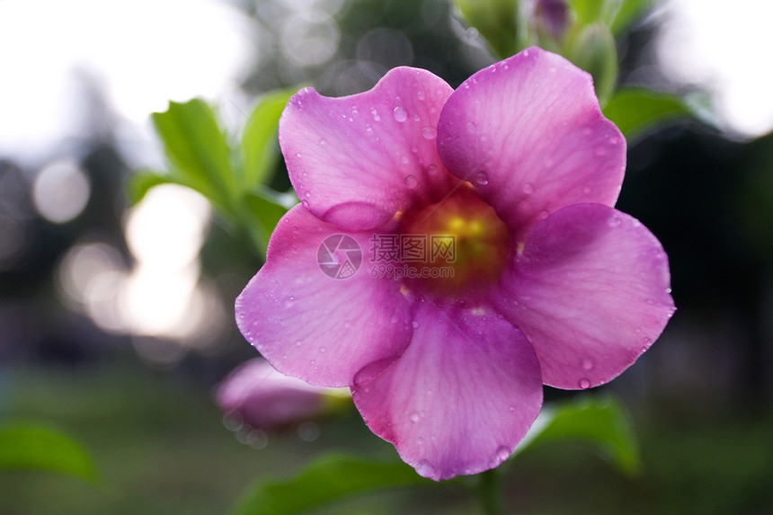 阿拉曼花朵热带雨滴香味阳光喇叭藤蔓花园紫色叶子植物图片