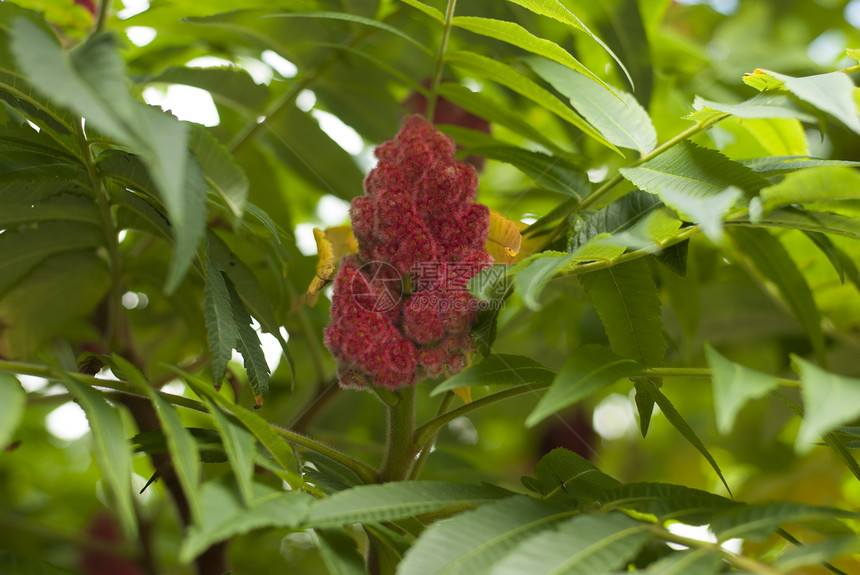 苏迈克山食物灌木药品植物粉红色绿色水果鹿角图片