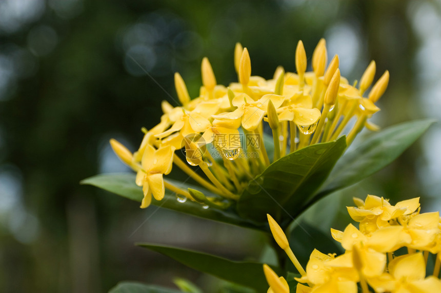 全闪耀时的黄色 Ixora 鲜花外星人茉莉花灌木耐力仙丹花朵花粉植物热带绿色图片