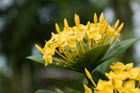 全闪耀时的黄色 Ixora 鲜花外星人茉莉花灌木耐力仙丹花朵花粉植物热带绿色背景图片