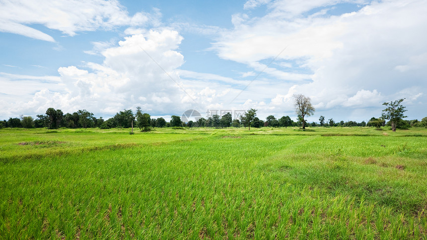 柬埔寨的稻米田图片
