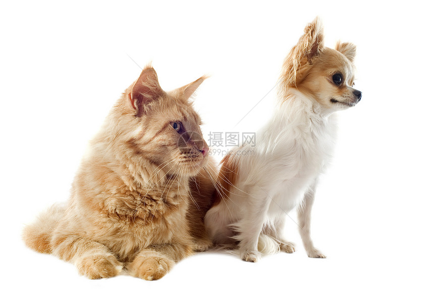 猫和吉华花友谊棕色动物朋友们白色工作室眼睛宠物小狗图片