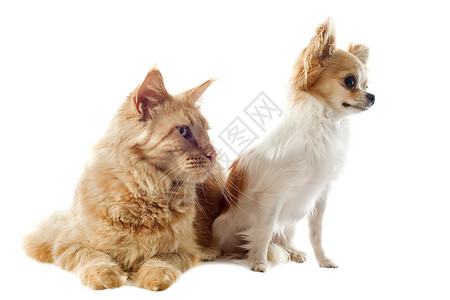 猫和吉华花友谊棕色动物朋友们白色工作室眼睛宠物小狗高清图片