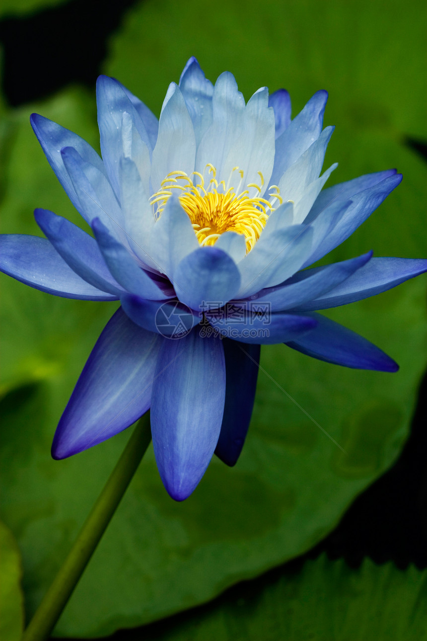 蓝水百合异国卡片公园反射季节环境树叶植物学荷花蓝色图片