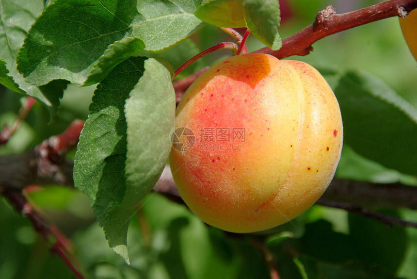杏子杏树床单果树水果季节图片