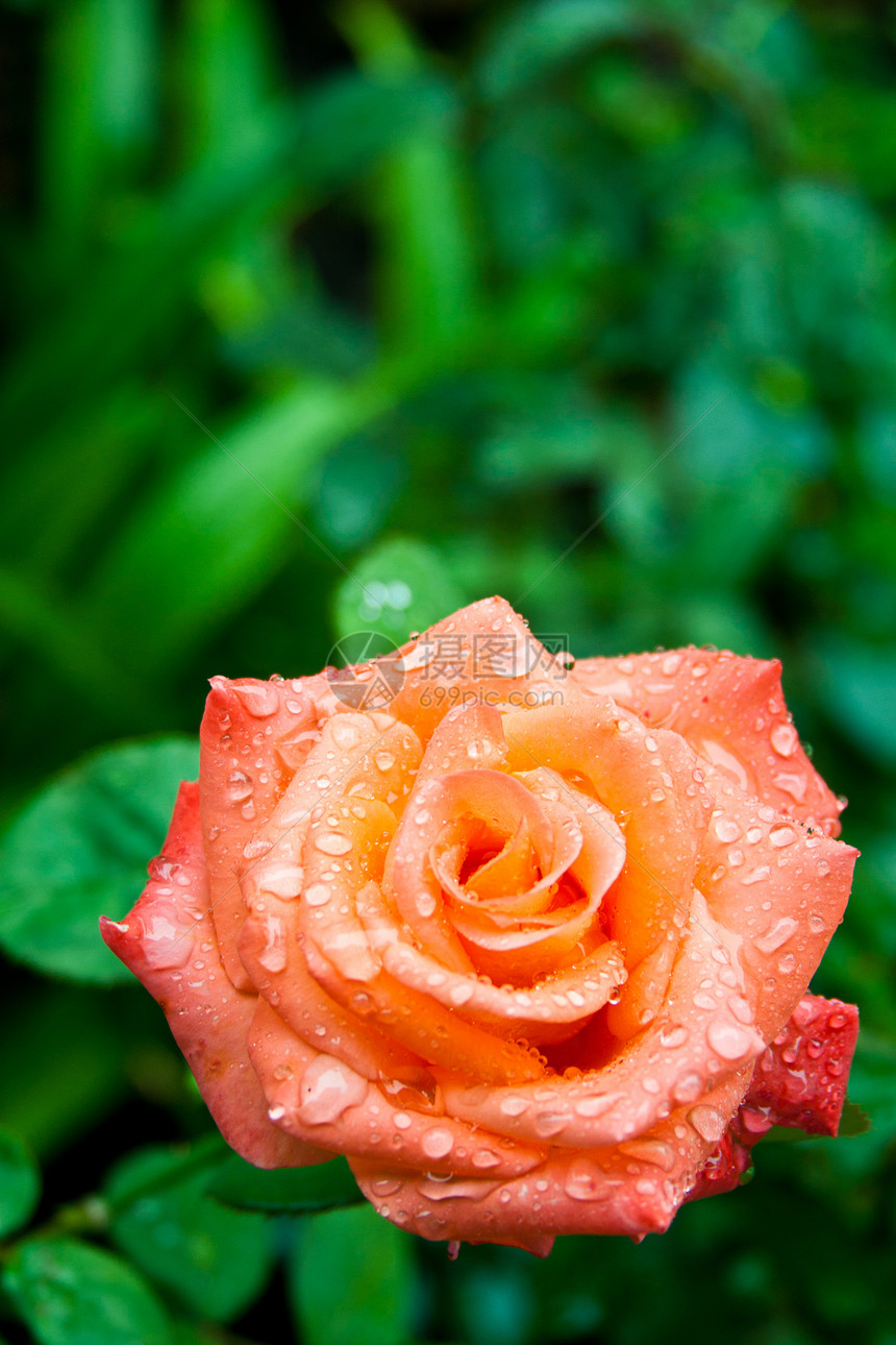 含玫瑰水滴美丽宏观液体叶子花园植物飞沫花瓣环境植被图片