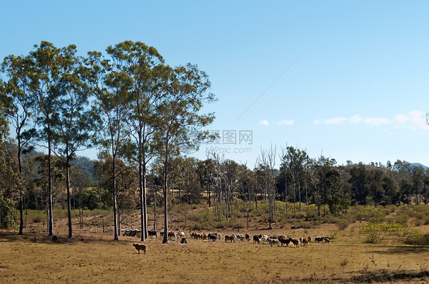 澳大利亚国家牛群和树牙胶树图片