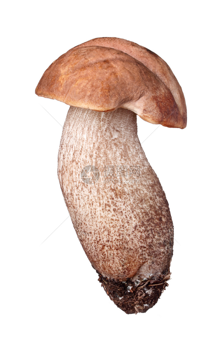 棕色帽 白上隔离食物季节性食用菌季节白色爱好喘息菌类蔬菜袖珍图片