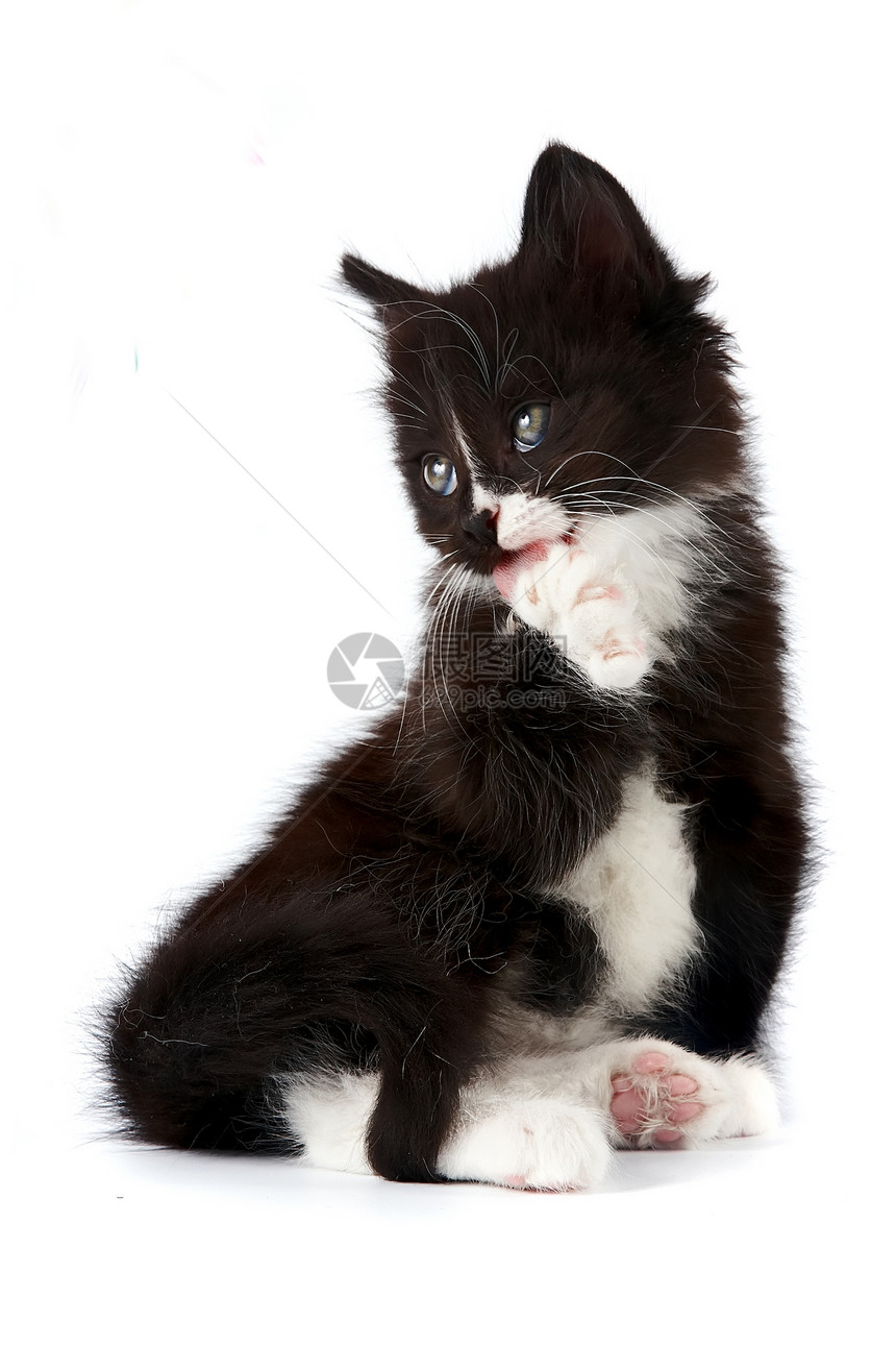 黑白小猫爪子童年白色尾巴黑色生活头发毛皮宠物友谊图片