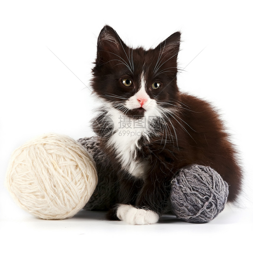 有羊毛球的黑白小猫动物尾巴哺乳动物猫科食肉友谊头发毛皮晶须羊毛图片