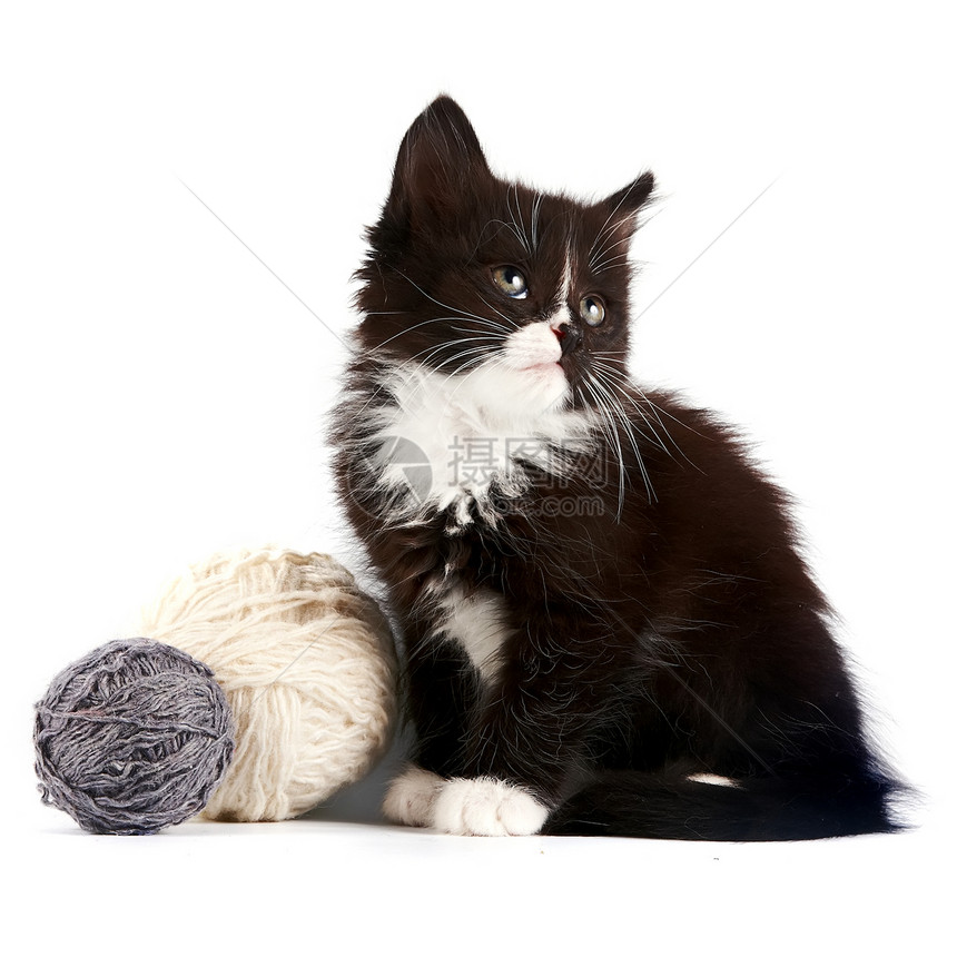 有羊毛球的黑白小猫童年毛皮食肉尾巴动物棉布材料猫科细绳纺织品图片