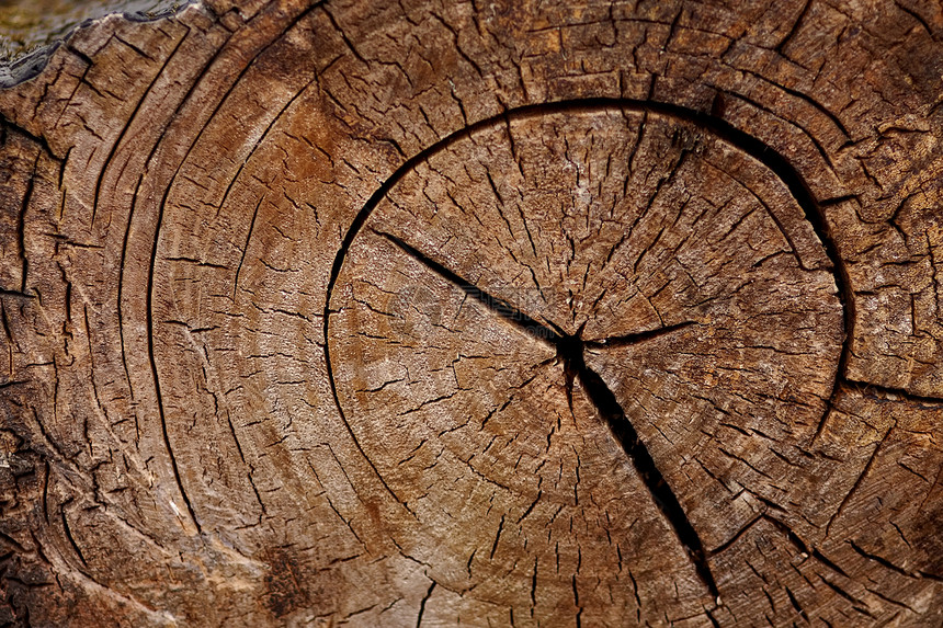 树干被切断框架木材松树戒指森林生长粮食历史橡木圆圈图片
