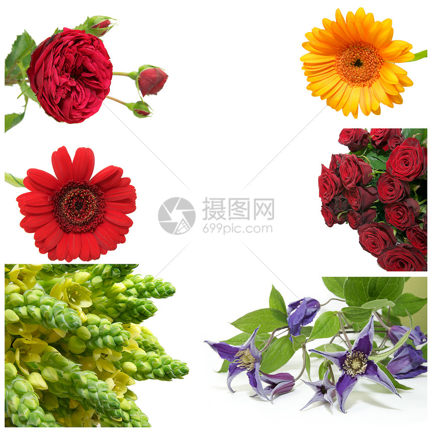 一套花花照片植物花瓣季节雏菊美丽格柏宏观花束叶子铭文图片