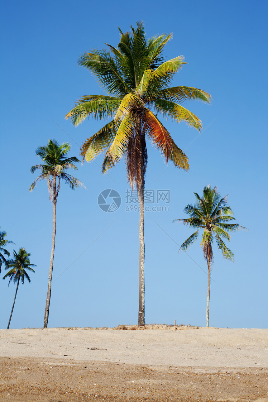 热带沙滩和椰子树异国棕榈树木假期海浪娱乐旅行追求孤独旅游图片
