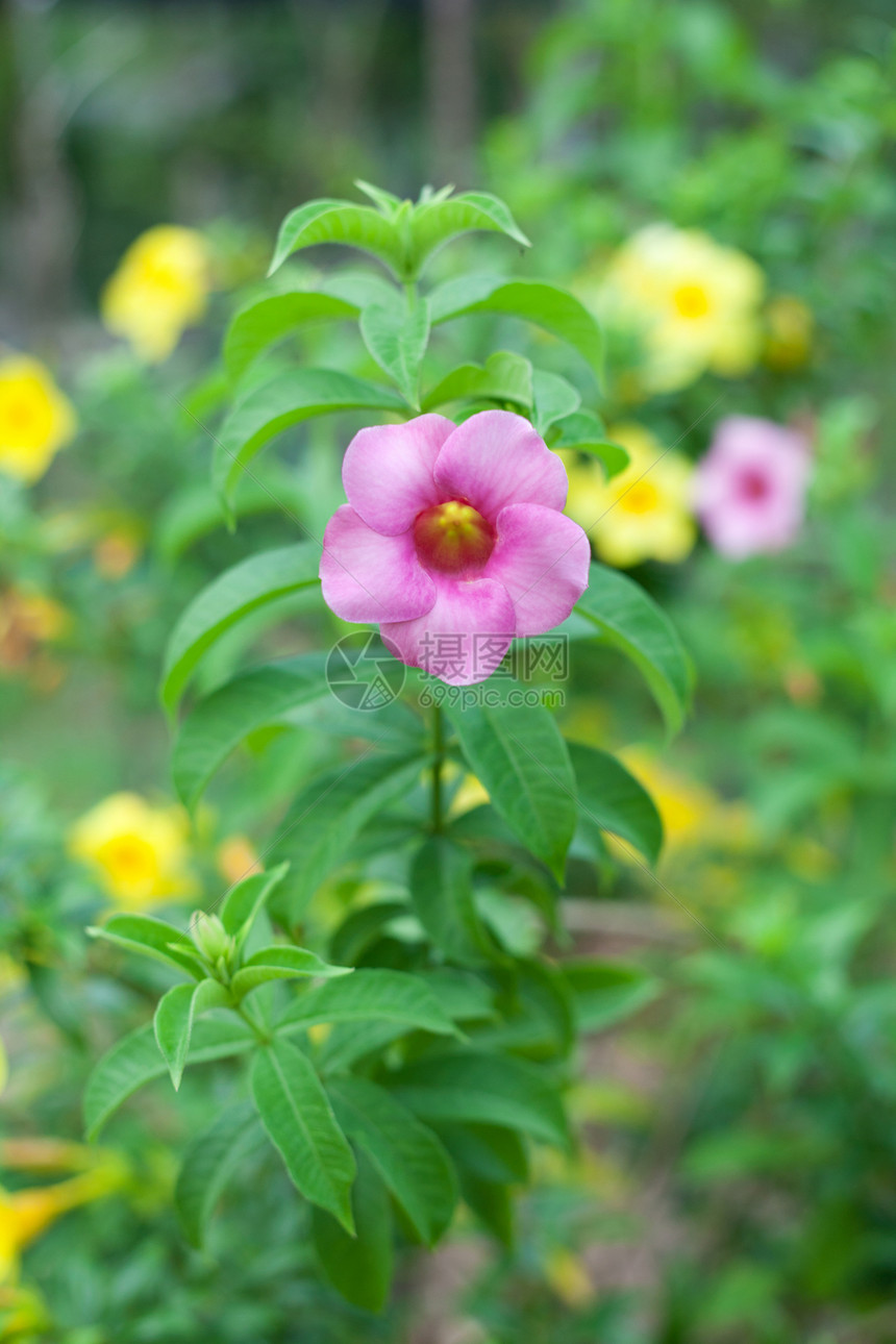 阿拉曼达花热带藤蔓喇叭阳光香味紫色叶子雨滴植物花园图片