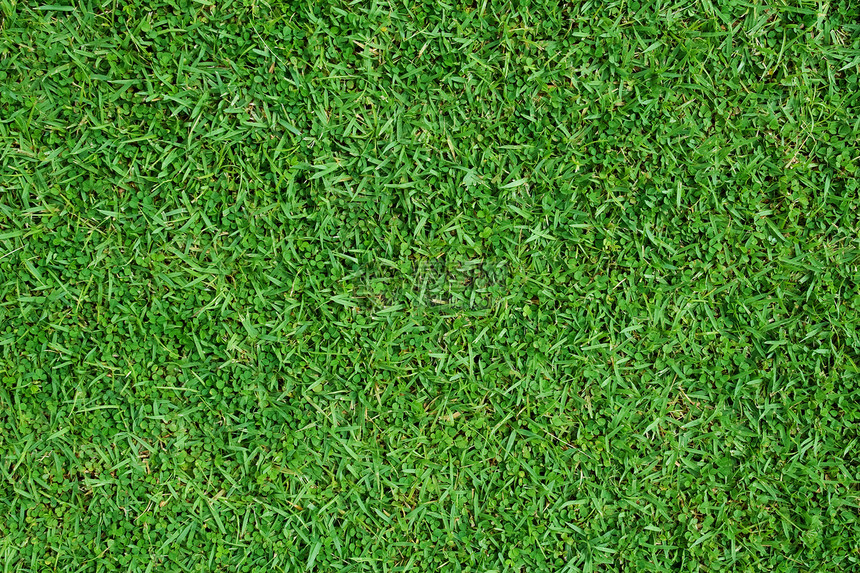 绿绿草院子活力足球墙纸环境绿色公园草本植物场地草地图片