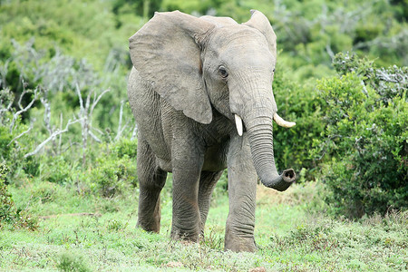 非洲大象闻闻濒危荒野耳朵衬套哺乳动物象牙旅游獠牙游戏动物背景图片